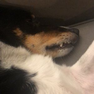 Meet your Posher, Anne